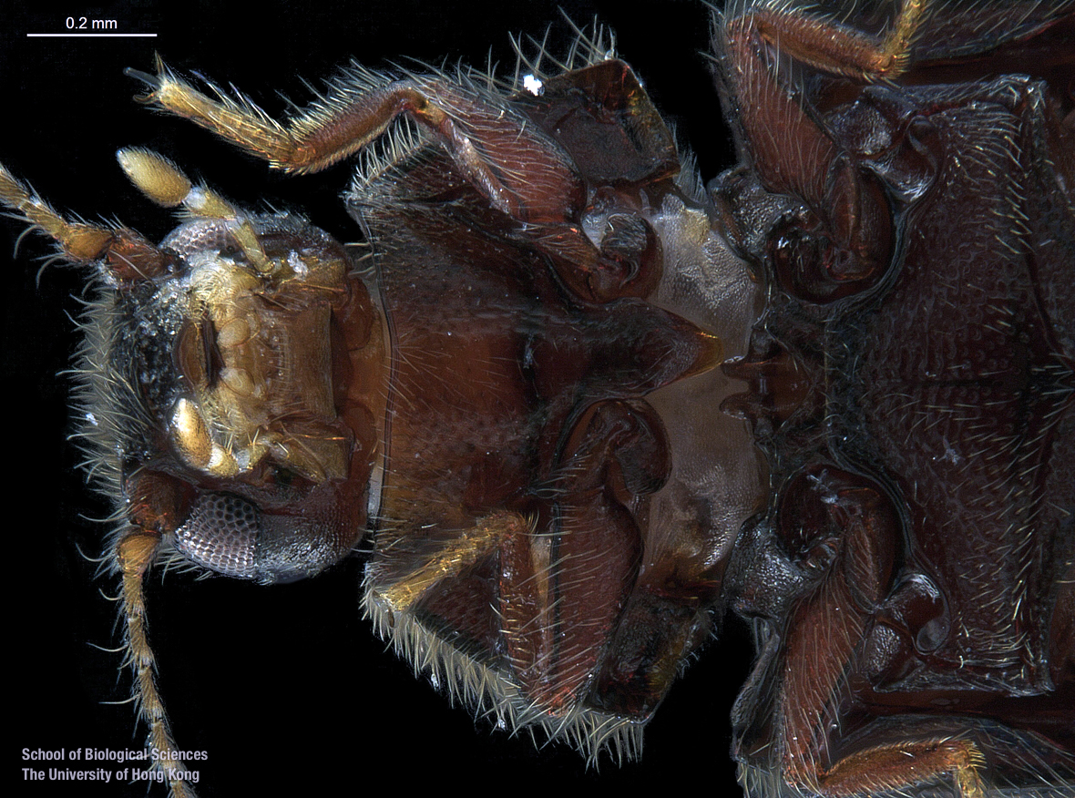 Head in ventral view